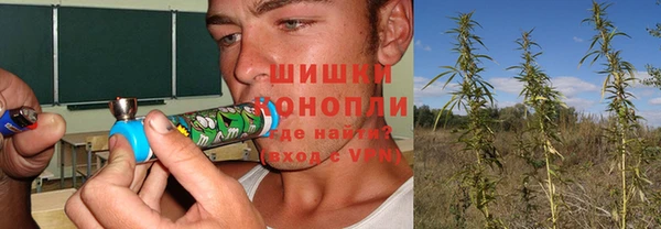 прущие грибы Инта